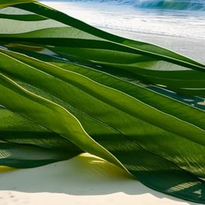 Nature's Finest Kelp Pulver