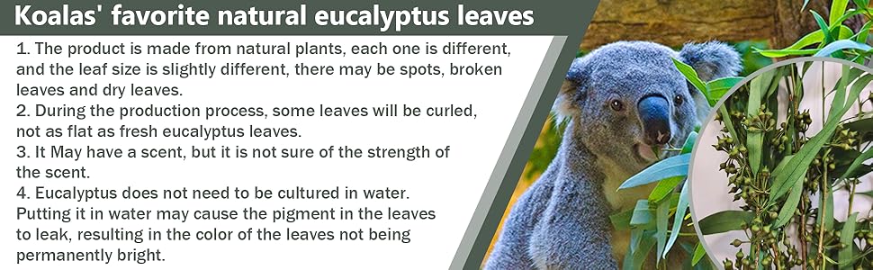 eucalyptus leaves
