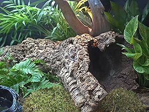 bio dude terra sahara, terra sahara, bioshot, coconut coir, vivarium, uns controsoil