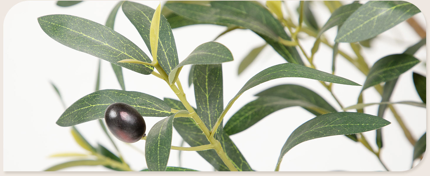 olive tree