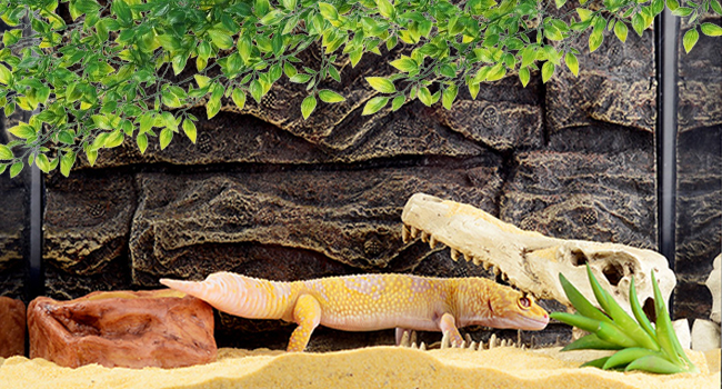 Bearded Dragon Plant