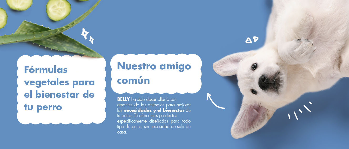 una foto de un cachorro con un fondo azul.