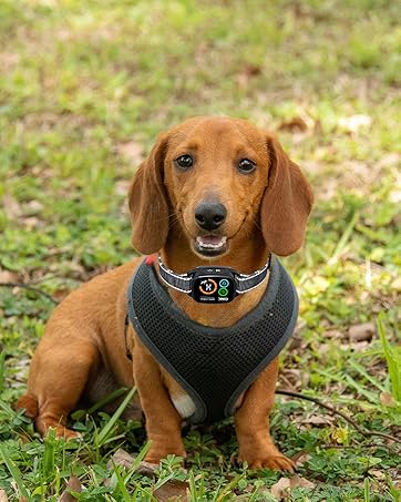 小狗