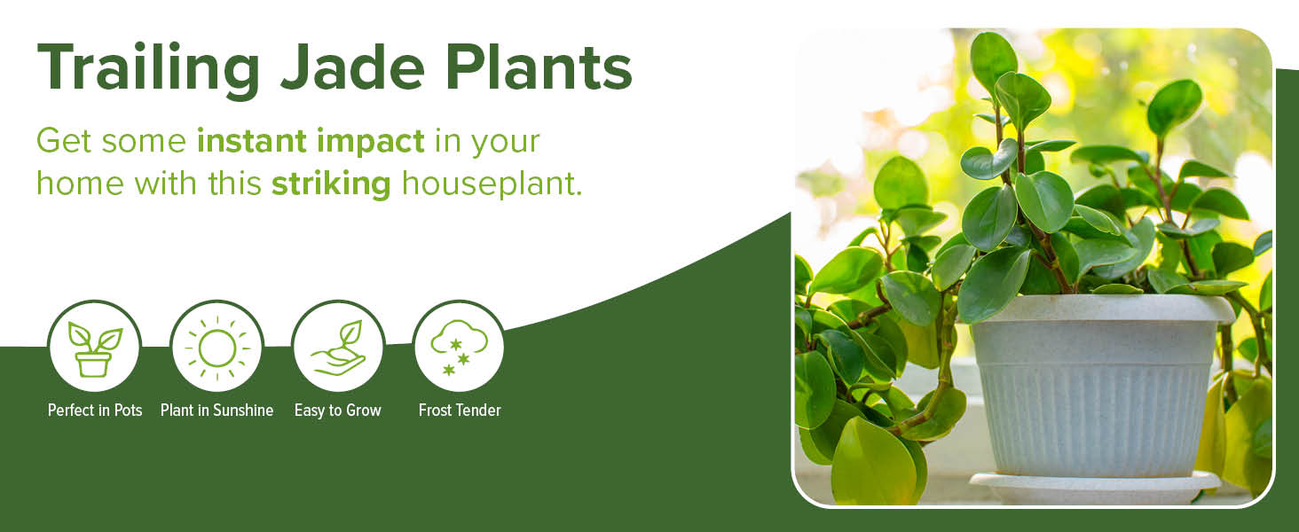You Garden House Plant, Trailing Jade Peperomia rotundifolia, Indoor