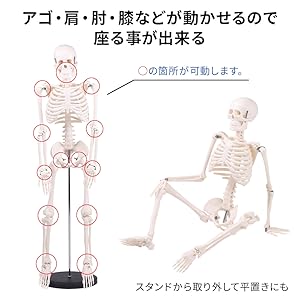 双頭 骨格標本 フィギュア 人体模型 Amazon.co.jp: Bonarca 人体模型 骨 【1/2サイズ：85cm】 全身
