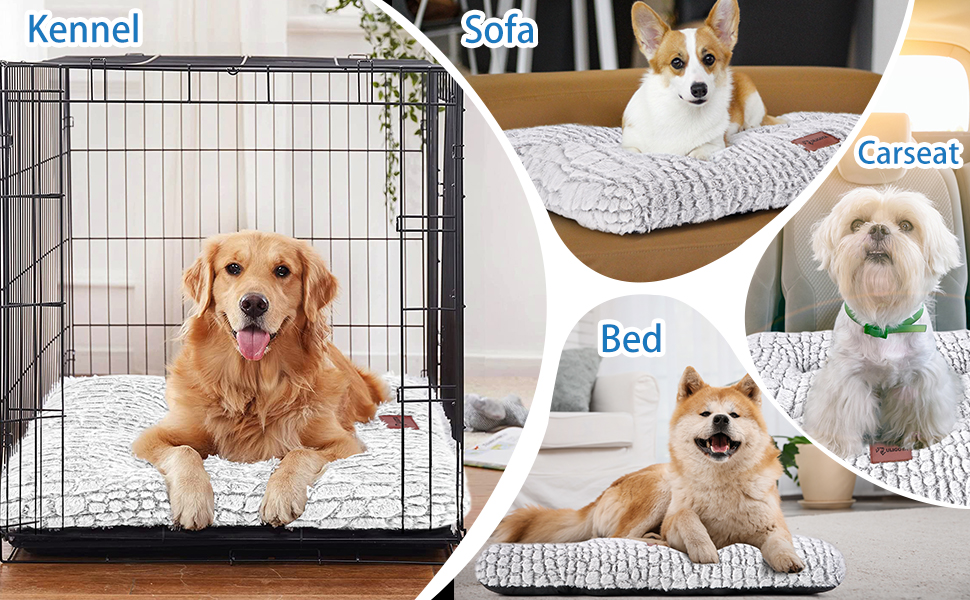 dog bed