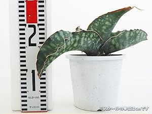 サンスベリア Sansevieria Dragon Blue v サンスベリア Sansevieria Dragon Blue v