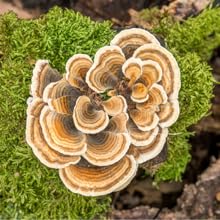 Turkey Tail Mushroom