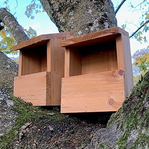 bird boxes