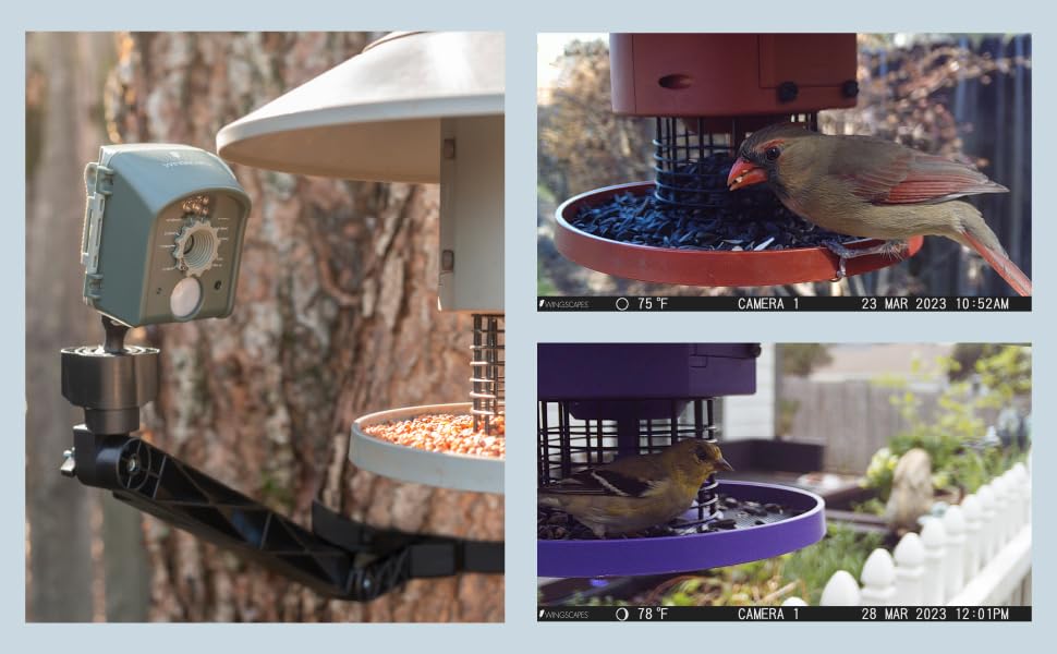 Wingscapes BirdCam, MotionActivated Bird Camera, 42