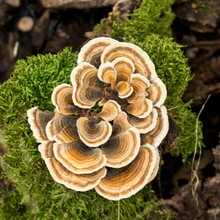 Turkey Tail Mushroom, mushroom, smart mushroom, mushroom health, supplement