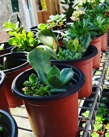 6 inch nursery pots