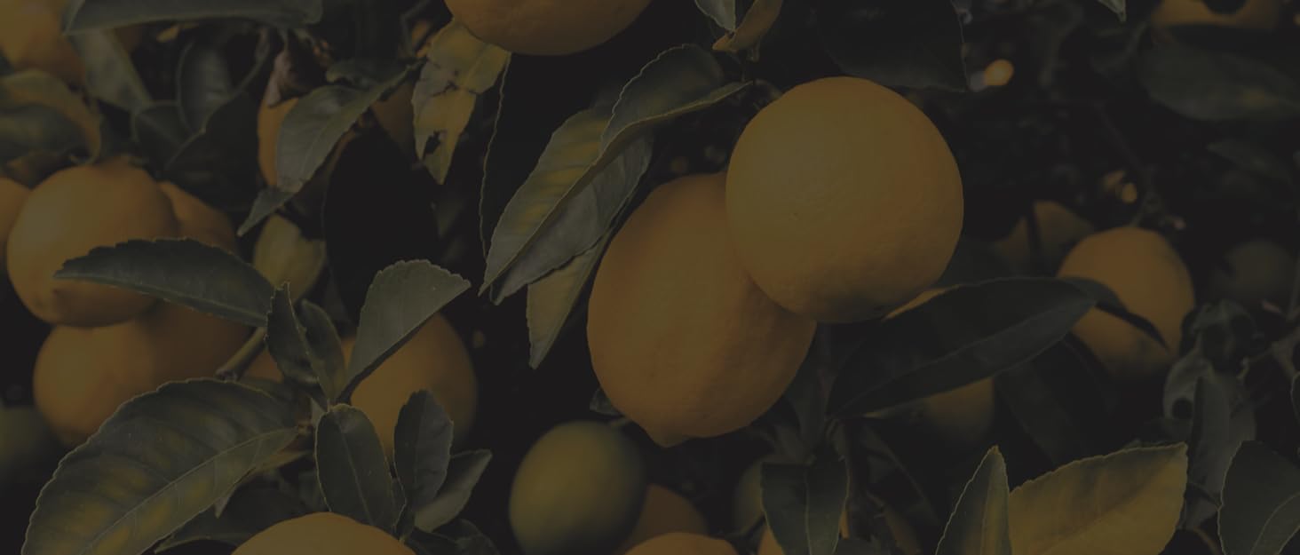 Aceites Esenciales para el Hogar que Crean Fragancias Encantadoras para cada rincón