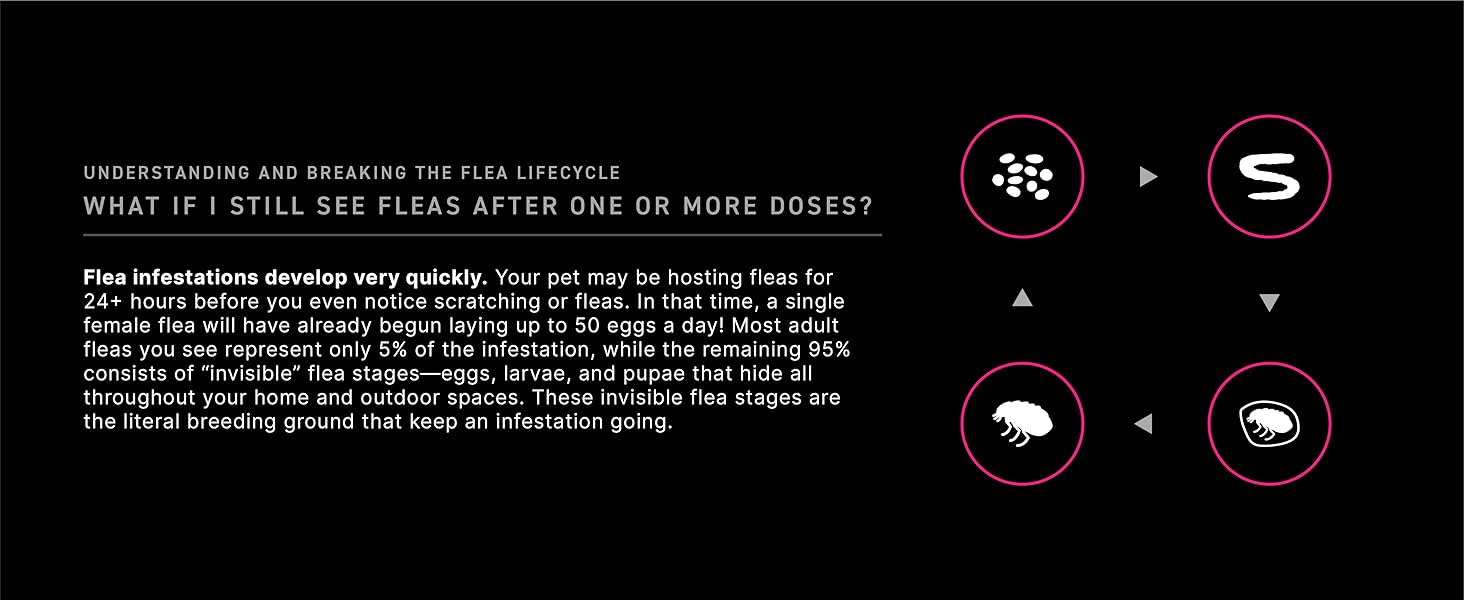 flea lifecycle