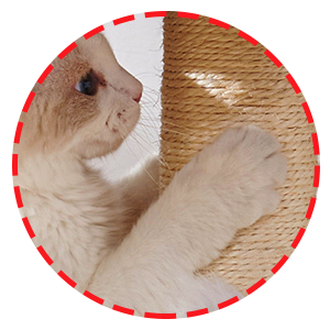 Mushroom kitten tree