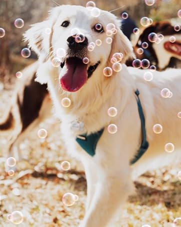 bubble machine for dogs
