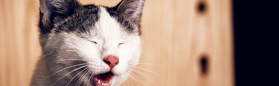 A cat appearing to laugh
