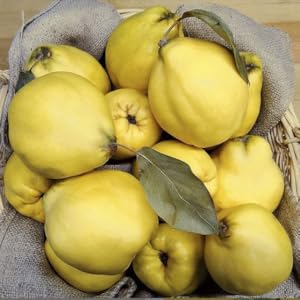 una cesta de fruta amarilla con una hoja verde.