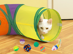 cat tunnel