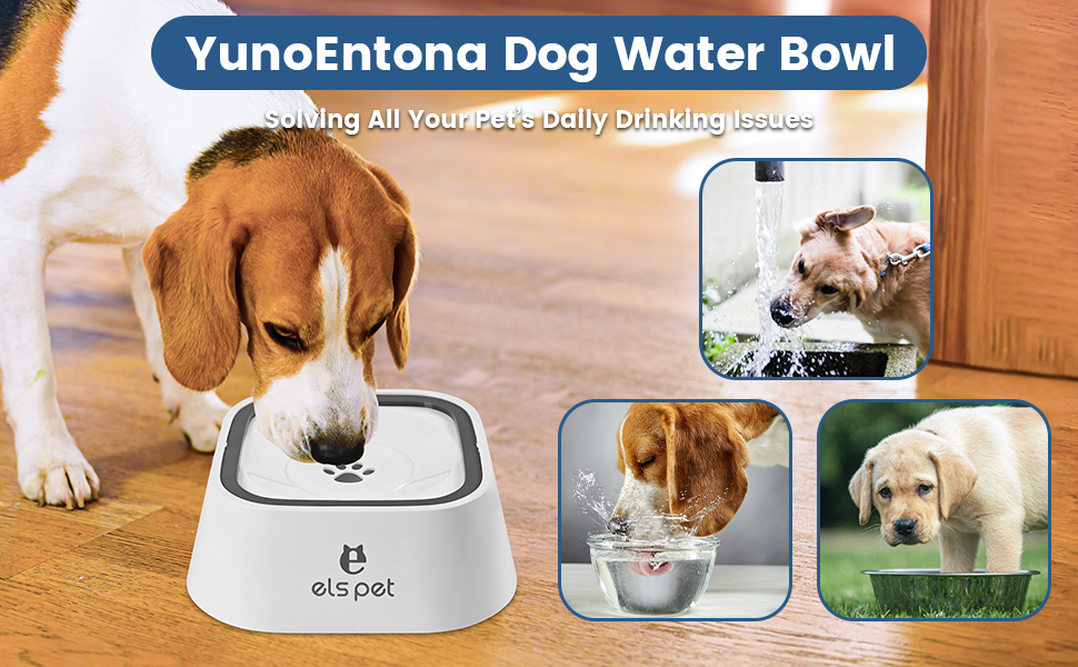 dog water bowl