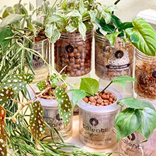 Talenti gelato jars reused as planters