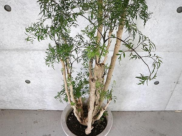 タイワンモミジ。常緑樹 。観葉植物 。鉢ごと無料で発送致します。 タイワンモミジ。超大型。観葉植物。鉢ごと無料で発送致します。