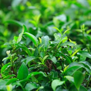 Senna bladeren, senna, sana makki, constipatie, zuiverend, diureticum