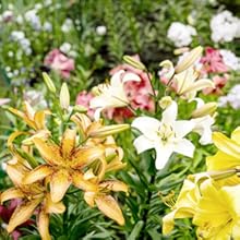 bulb planter tools