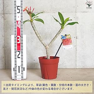 プルメリア❀❀ 品種紹介4