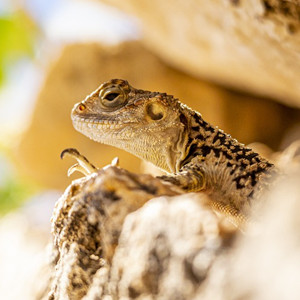 ceramic heat bulb 50 watt