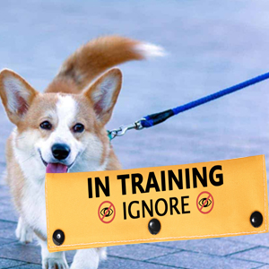  In Training Ignore