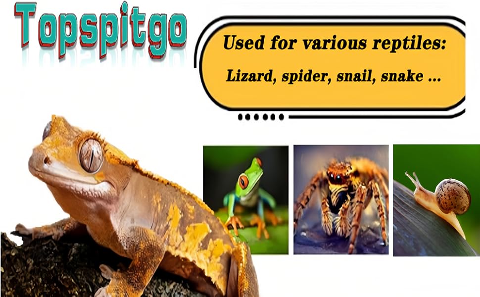 Terrario de Caracoles