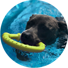 Dog Flying Ring disc Dog Toy, Outdoor Fitness Flying Discs for Water Floating