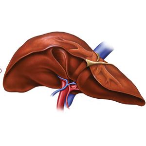 liver care