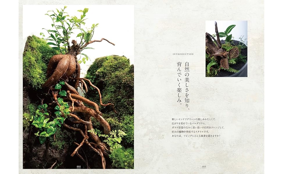 苔　苔石　風山石　パルダリウム　インドアグリーン テラリウム パルダリウム 苔 レイアウト