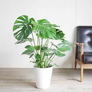 ［現品］新芽　モンステラ 大型　觀葉植物　室内　育てやすい 現品］新芽 モンステラ 大型 觀葉植物 室内 育てやすい 現品