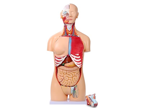 Amazon.com: SFXYJ 人體軀解剖模型33.5 英吋(約84.8 公分),雙性