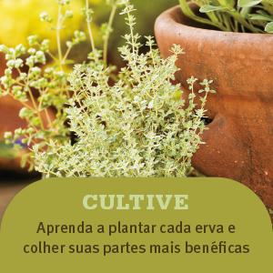 Alívio de sintomas, Aloe, Benefícios para a saúde, Chá para digestão, Chá para dormir, Colheita