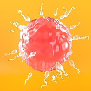 Ovulation is the release of a mature egg from the ovary. The beginning of your fertile period.