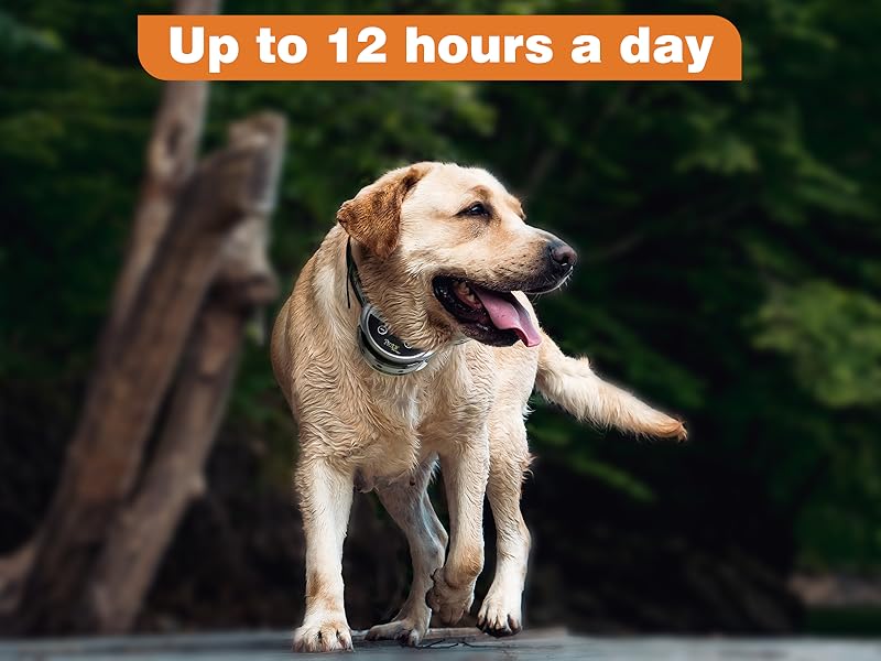 automatic bark collar