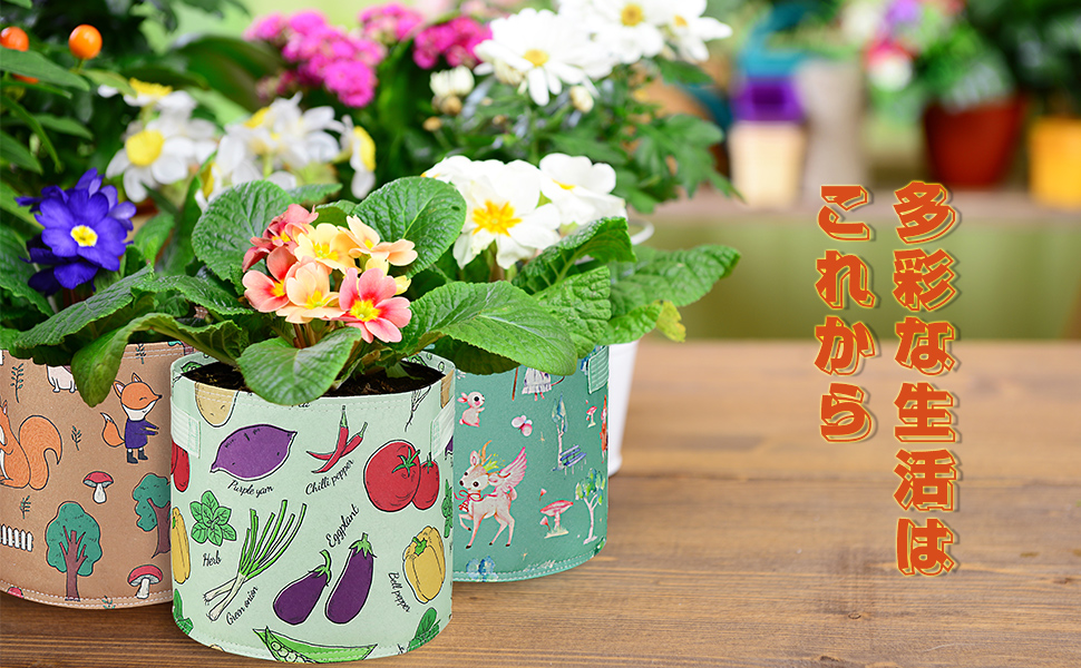 Ａ【蕾付き】デッドストック♡綾♡ブルーローズ／芽接ぎ苗／5号ロングスリットポット I【蕾付き】デッドストック♡綾♡ブルーローズ／芽接ぎ苗／5号