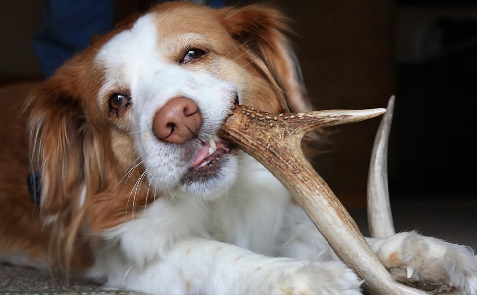 PetLove Hirschgeweih Halb Hund (S 2850g) • Geweih für Hunde • Abwurfstangen Geweihsnack