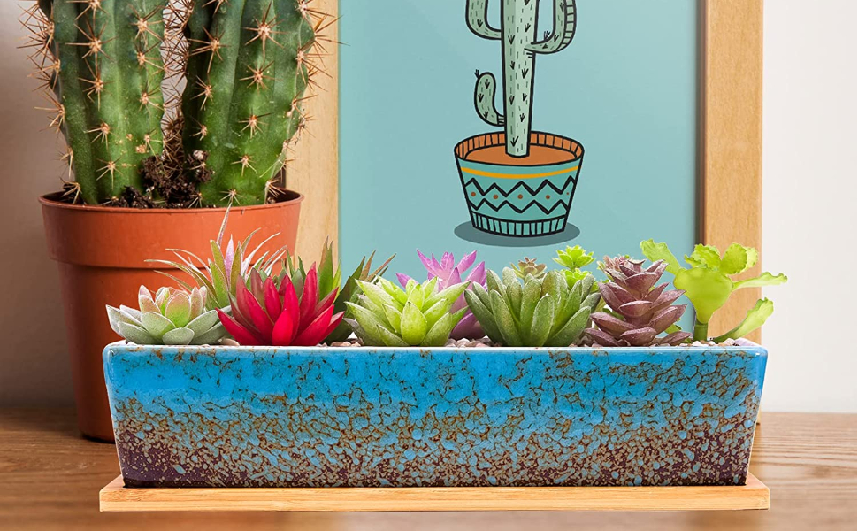 Succulent Plant Pots