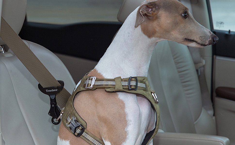 collar of the dog/cat. If dog need a larger space, we can connect to the rope.