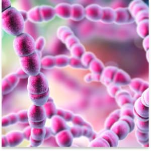 Lactobacillus plantarum