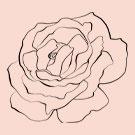 Clear Skin Kit Exfoliates dead skin dark spots Detoxifies your skin Antioxidants Acne Breakouts