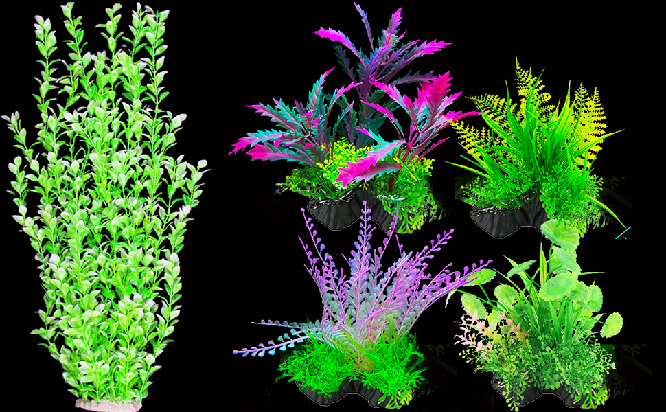 fish tank plant