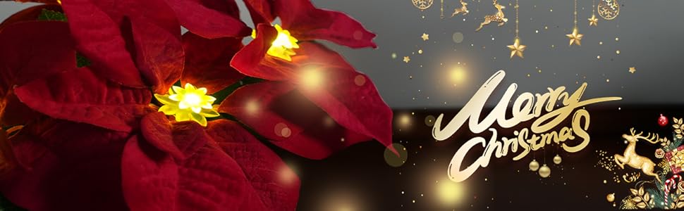 Poinsettias
