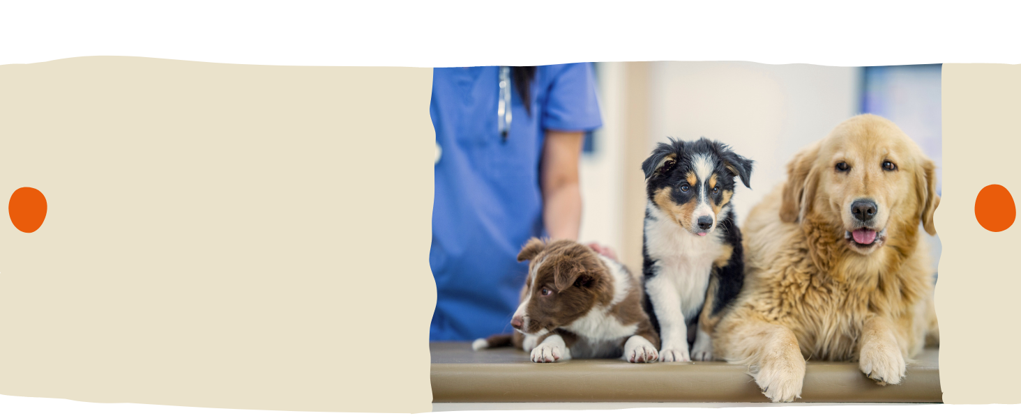 nimo Hunde Pflegestift