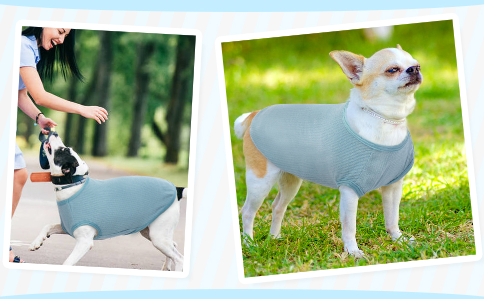 shirts für hunde